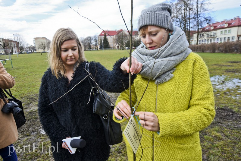 Jedni tną, inni sadzą zdjęcie nr 148108