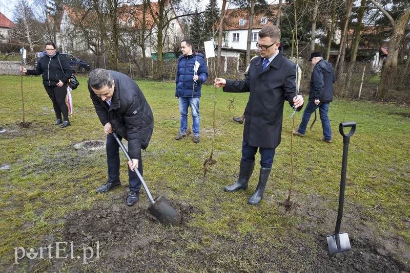 Jedni tną, inni sadzą zdjęcie nr 148112