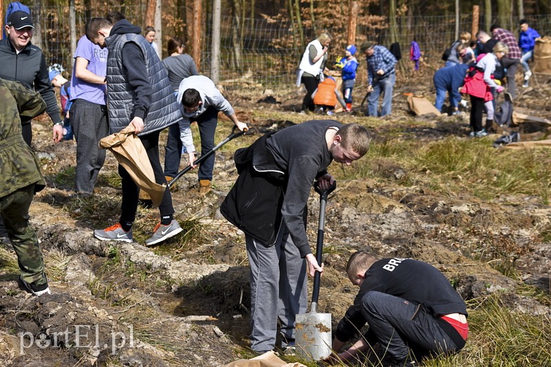 Zasadzili tysiąc nowych drzew zdjęcie nr 148872