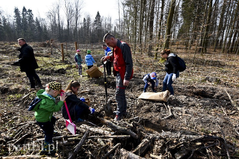Zasadzili tysiąc nowych drzew zdjęcie nr 148868