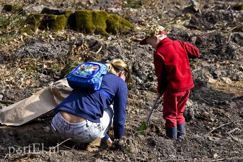 Zasadzili tysiąc nowych drzew zdjęcie nr 148864