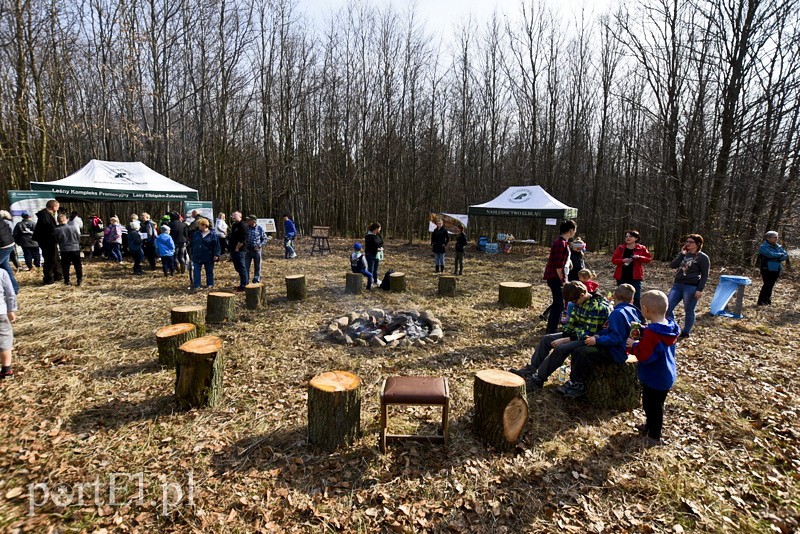 Elbląg Zasadzili tysiąc nowych drzew