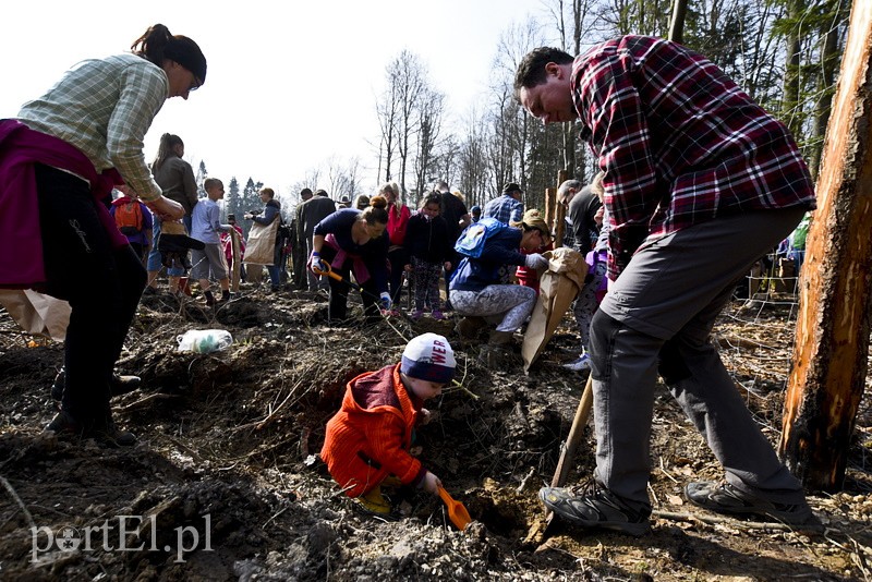 Zasadzili tysiąc nowych drzew zdjęcie nr 148857