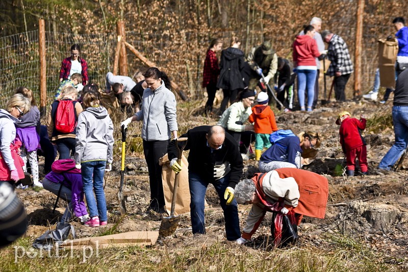 Zasadzili tysiąc nowych drzew zdjęcie nr 148870