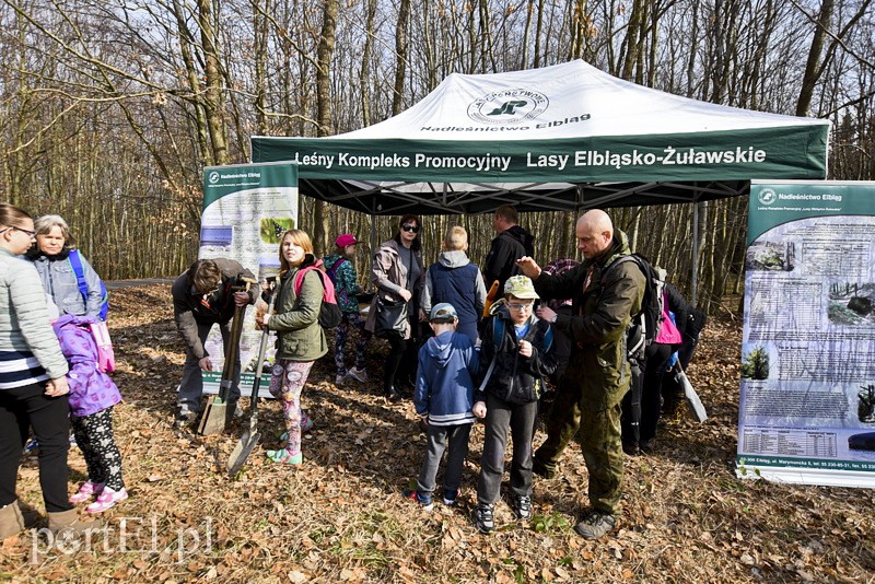 Zasadzili tysiąc nowych drzew zdjęcie nr 148845
