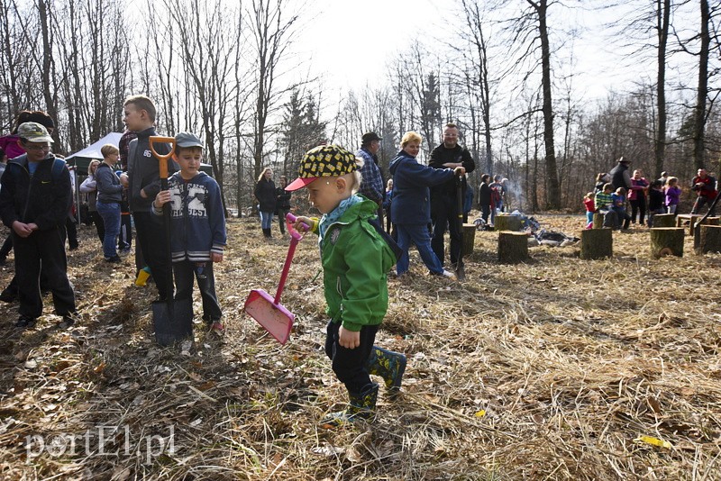 Zasadzili tysiąc nowych drzew zdjęcie nr 148847