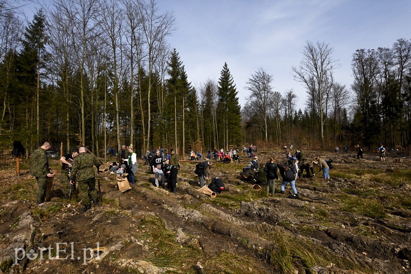 Zasadzili tysiąc nowych drzew zdjęcie nr 148867