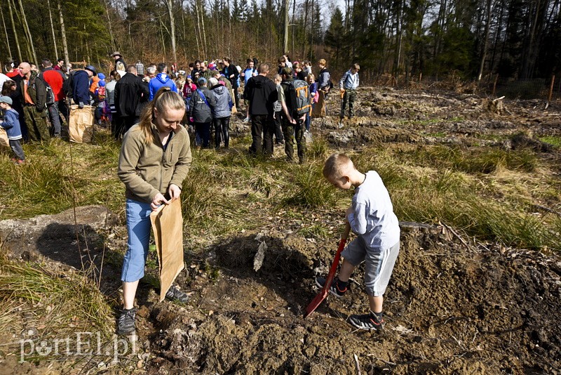 Zasadzili tysiąc nowych drzew zdjęcie nr 148862