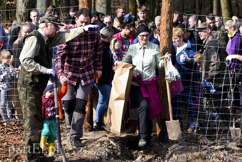 Zasadzili tysiąc nowych drzew zdjęcie nr 148856