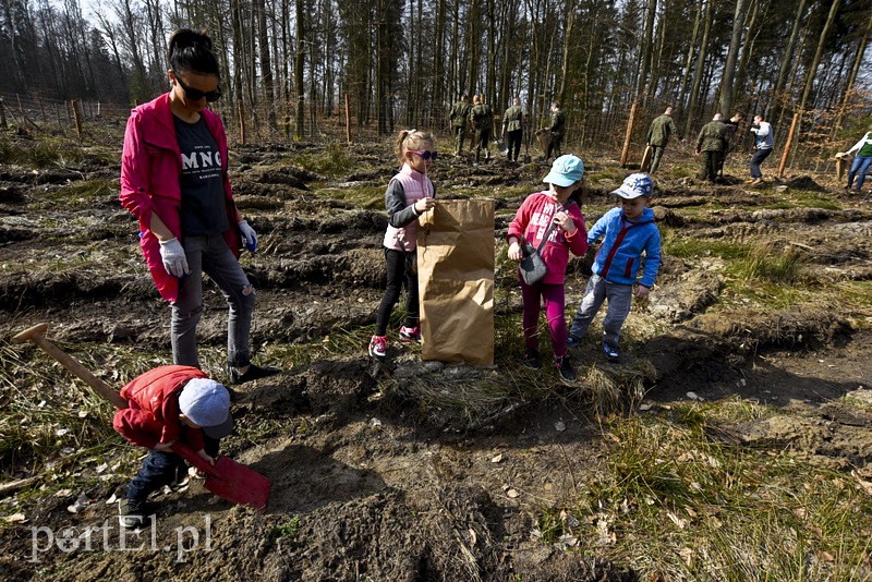 Zasadzili tysiąc nowych drzew zdjęcie nr 148861