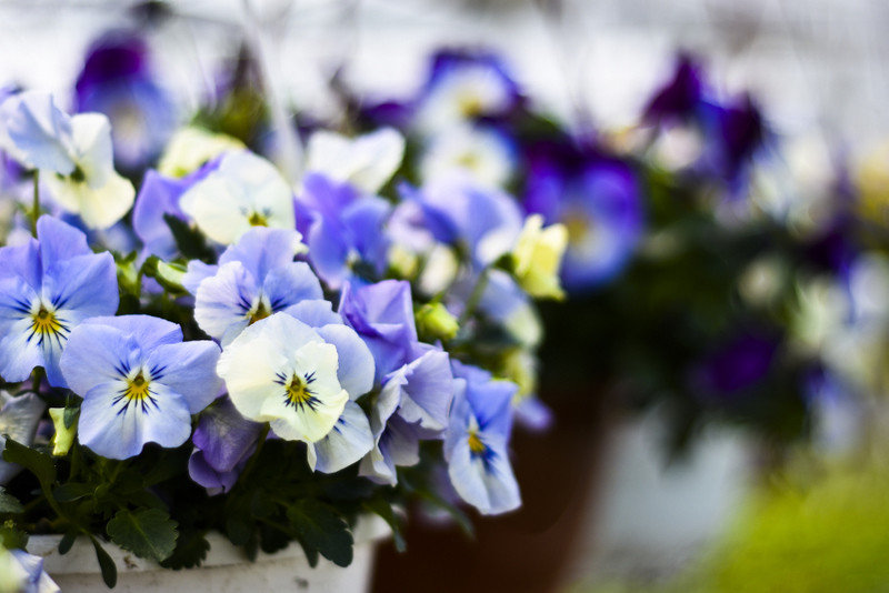 Wiosna maluje się kolorami zdjęcie nr 149273