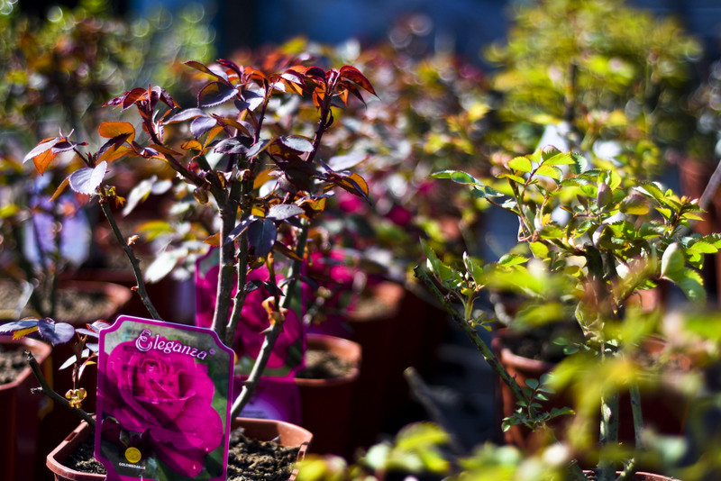 Wiosna maluje się kolorami zdjęcie nr 149270