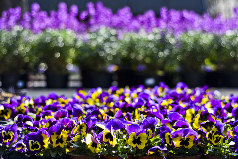 Wiosna maluje się kolorami zdjęcie nr 149266