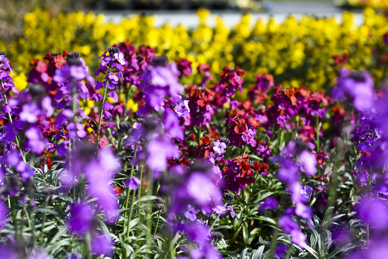 Wiosna maluje się kolorami zdjęcie nr 149267