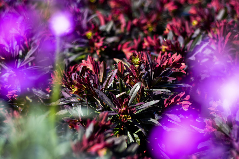 Wiosna maluje się kolorami zdjęcie nr 149264