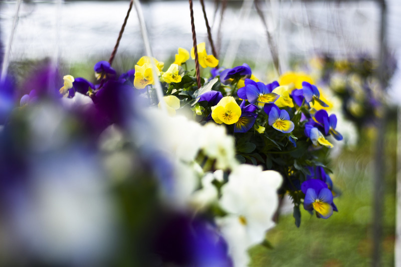 Wiosna maluje się kolorami zdjęcie nr 149274