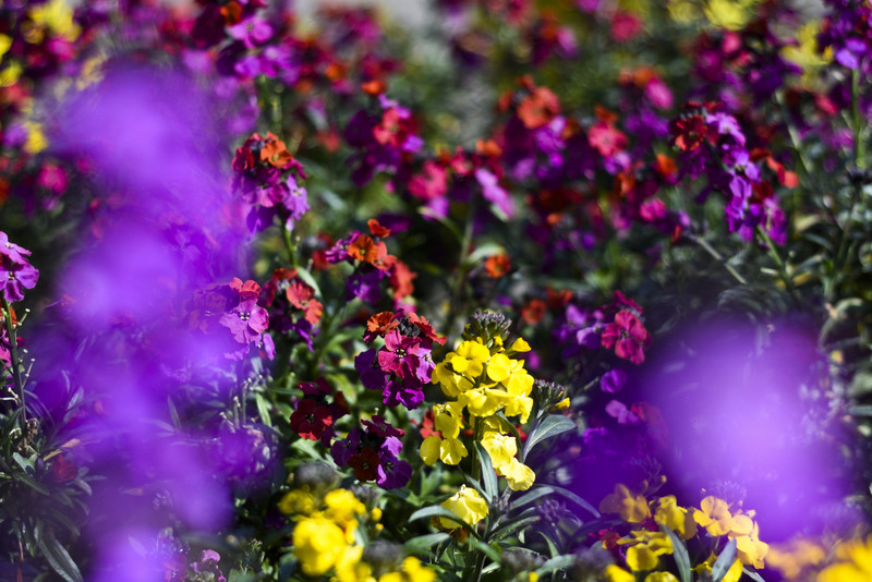 Elbląg Wiosna maluje się kolorami