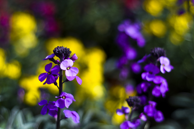 Wiosna maluje się kolorami zdjęcie nr 149262