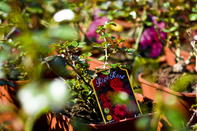 Wiosna maluje się kolorami zdjęcie nr 149272