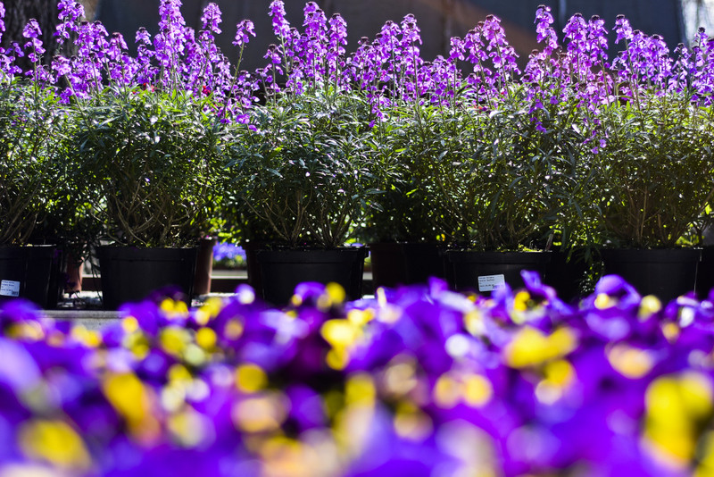 Wiosna maluje się kolorami zdjęcie nr 149265