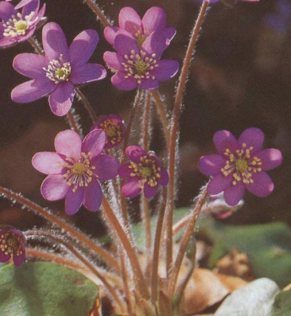 Przylaszczka pospolita
Roślina o wysokości do 15 cm o licznych liściach odziomkowych, częściowo zimozielonych. Kwiaty