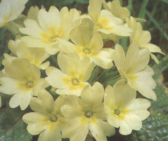 Pierwiosnka bezłodygowa
Roślina bez łodygi o wysokości i długości liści do 15 cm. Kwiaty o średnicy do 3 cm, kielich