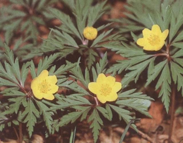 Zawilec żółty
Roślina o wysokości do 30 cm, występująca w liściastych lasach mieszanych oraz zaroślach na wilgotnych