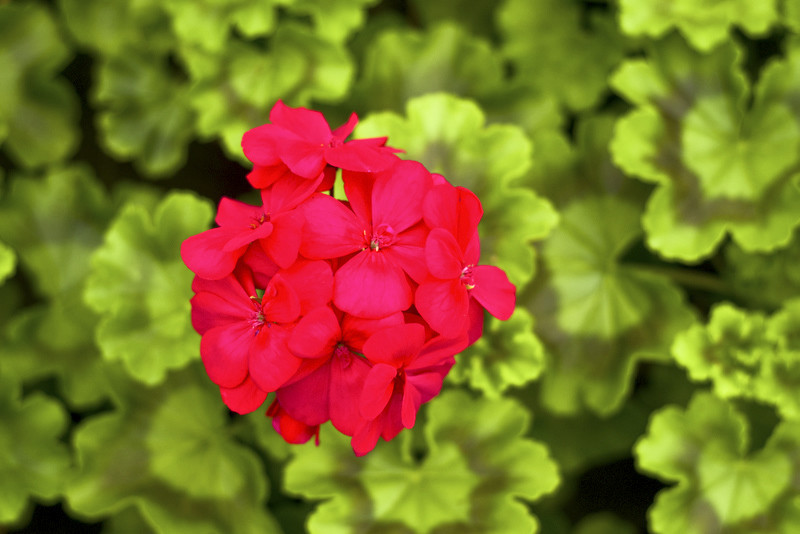 Ciesz się kolorami, wybierz piękne kwiaty zdjęcie nr 150903