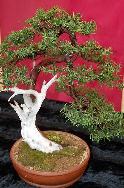 Wystawa bonsai w CKiWM zdjęcie nr 11904