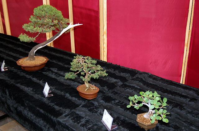 Wystawa bonsai w CKiWM zdjęcie nr 11901