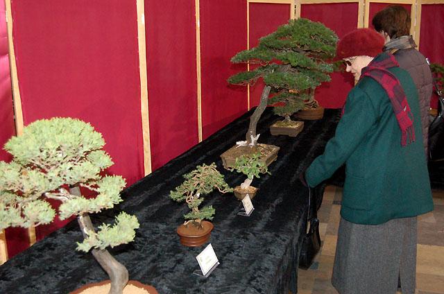 Wystawa bonsai w CKiWM zdjęcie nr 11891