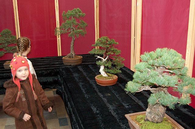 Wystawa bonsai w CKiWM zdjęcie nr 11903