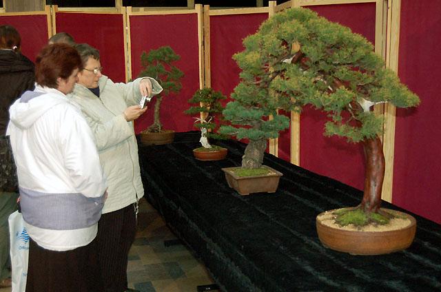 Wystawa bonsai w CKiWM zdjęcie nr 11896