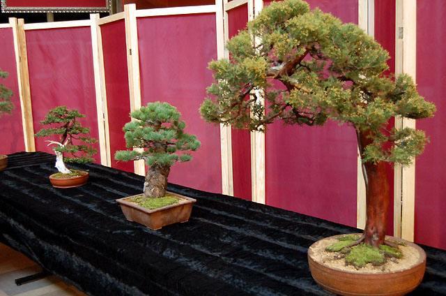 Wystawa bonsai w CKiWM zdjęcie nr 11895