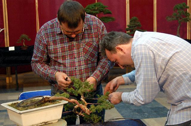 Wystawa bonsai w CKiWM zdjęcie nr 11890