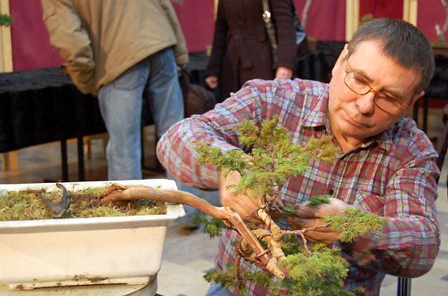 Wystawa bonsai w CKiWM zdjęcie nr 11898