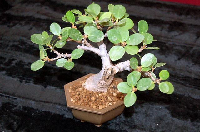 Wystawa bonsai w CKiWM zdjęcie nr 11905
