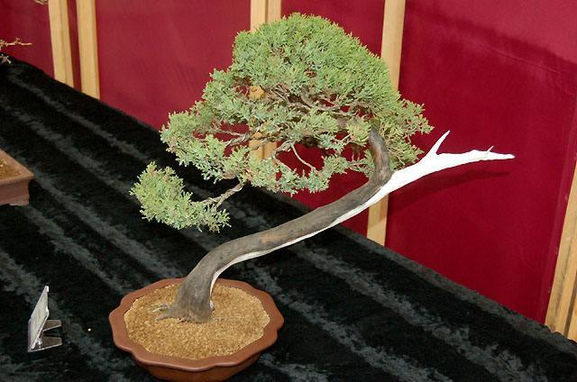 Wystawa bonsai w CKiWM zdjęcie nr 11906