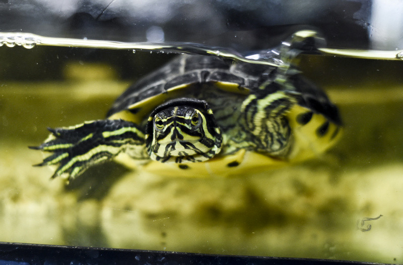 To, co najlepsze dla Twojego pupila zdjęcie nr 153764