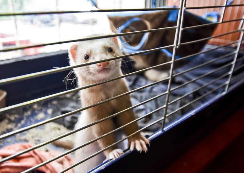 To, co najlepsze dla Twojego pupila zdjęcie nr 153769