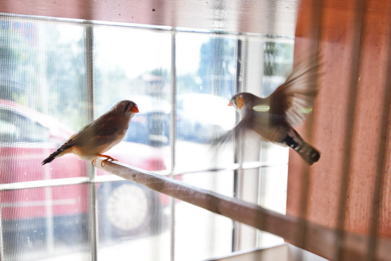 To, co najlepsze dla Twojego pupila zdjęcie nr 153773