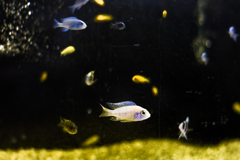 To, co najlepsze dla Twojego pupila zdjęcie nr 153766