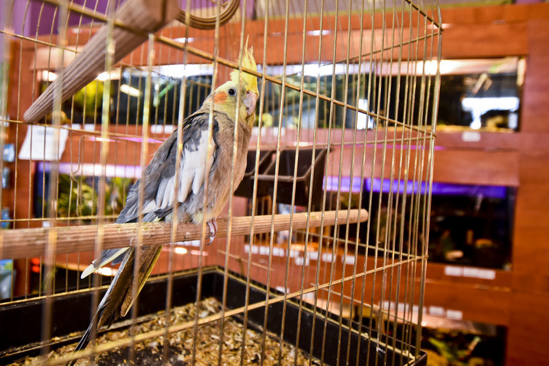 To, co najlepsze dla Twojego pupila zdjęcie nr 153763