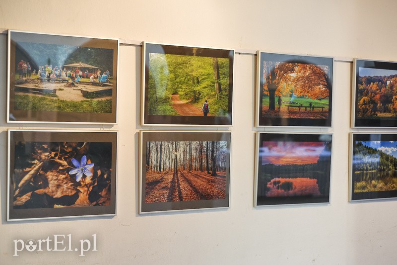 Po zdjęcia lasu trzeba się nachodzić zdjęcie nr 154633