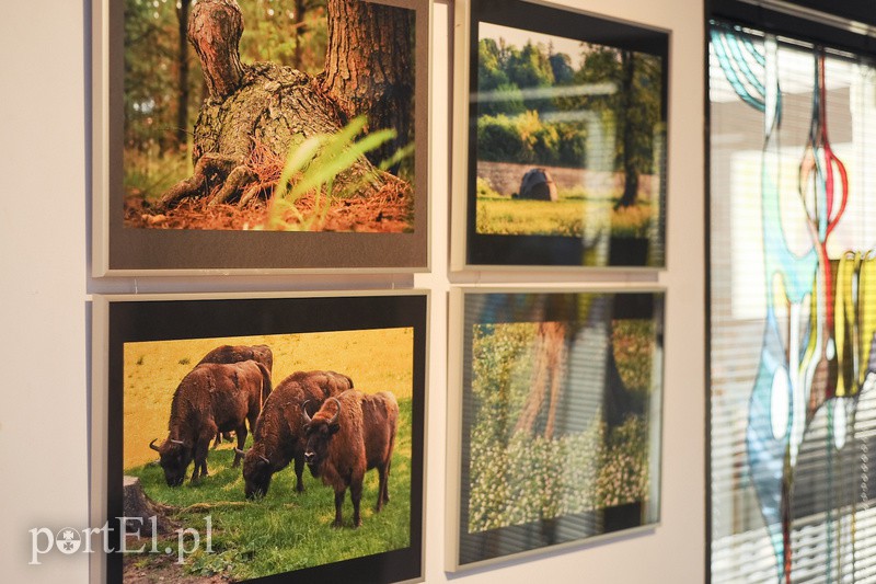 Elbląg Po zdjęcia lasu trzeba się nachodzić