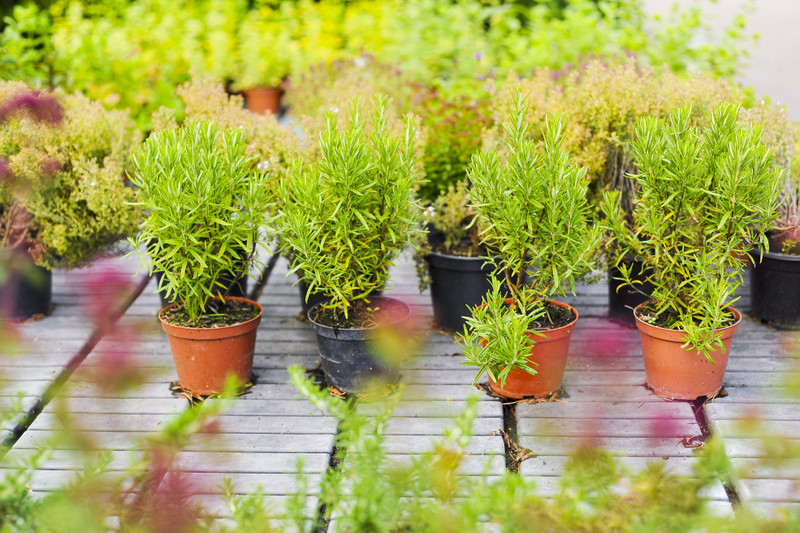 Kwiaty na każdą okazję zdjęcie nr 155413