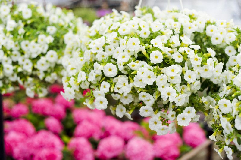 Kwiaty na każdą okazję zdjęcie nr 155395