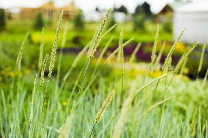 Kwiaty na każdą okazję zdjęcie nr 155373