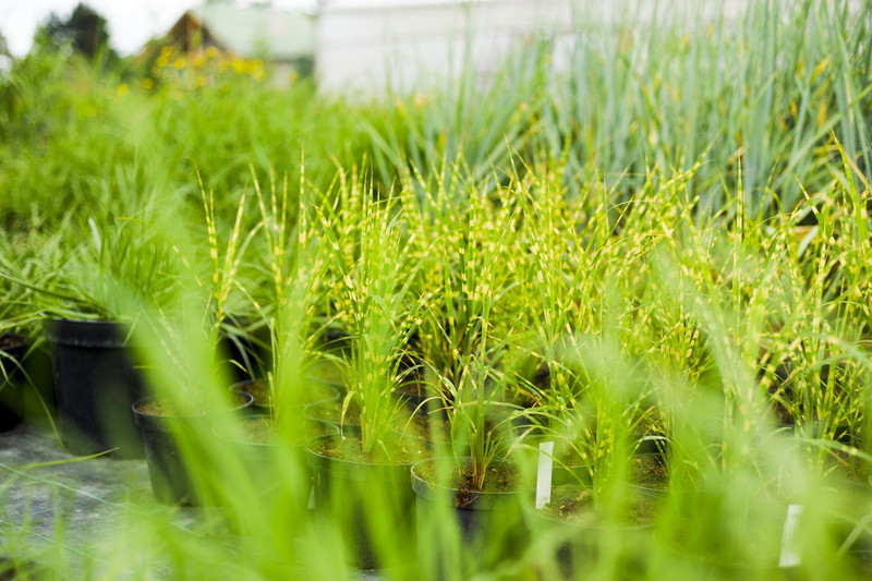 Elbląg Kwiaty na każdą okazję