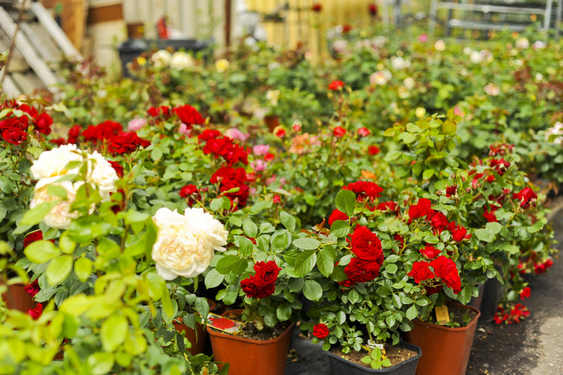 Kwiaty na każdą okazję zdjęcie nr 155401